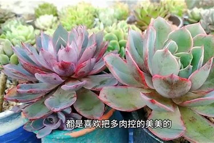 磷肥可以养多肉吗