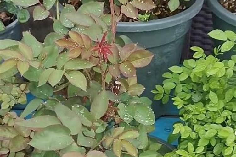 花椒叶面肥多久打好
