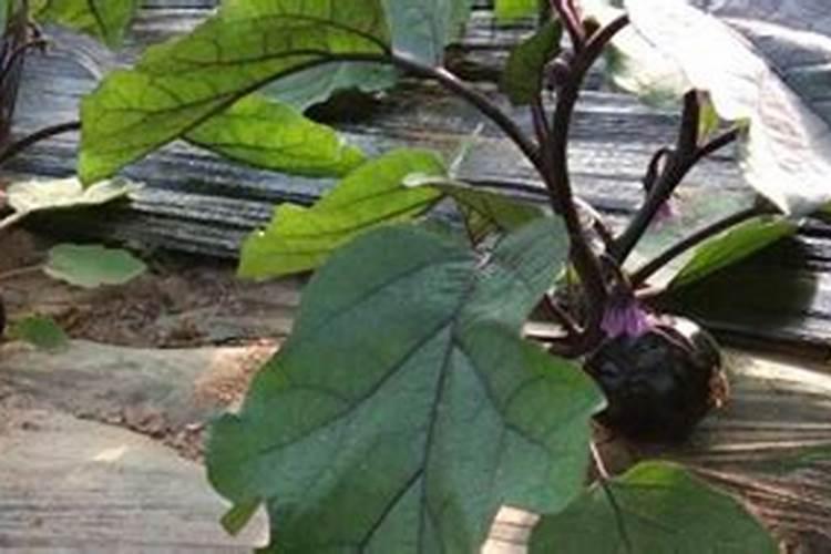 花生米价钱怎么调的那么厉害？