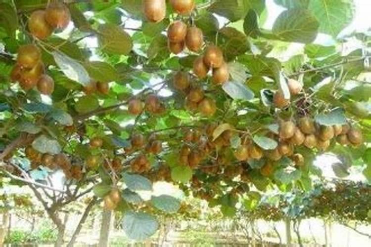 茶叶打什么农药好