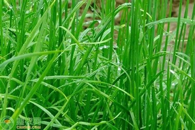 栀子花花苞期怎么施肥