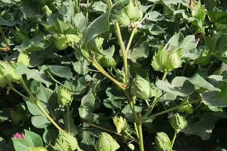 棉花后期需要什么肥料