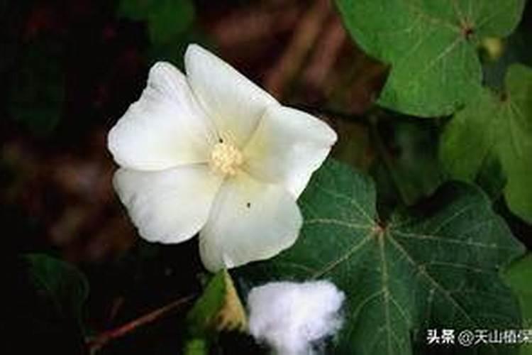 棉花花铃期施肥很重要,棉花花铃期怎么施肥？