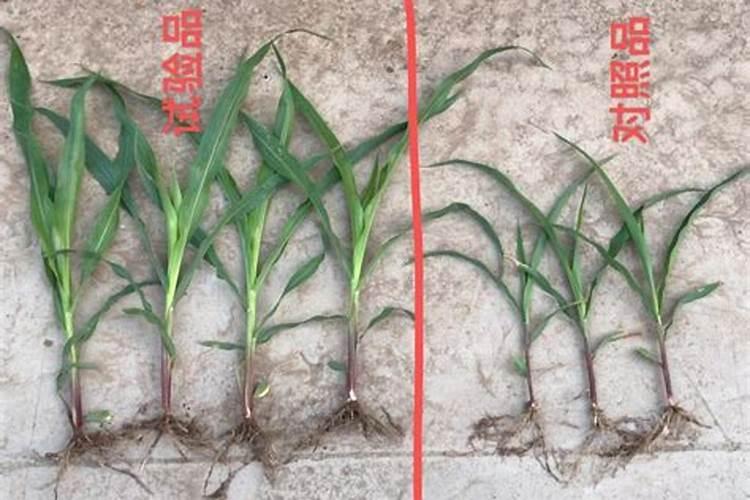 生根壮苗用什么肥料最好