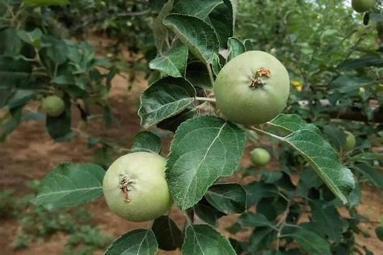 苹果树追肥用什么肥料好