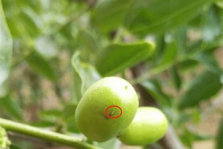 冬枣树环剥后,树叶发黄应喷啥叶面肥？