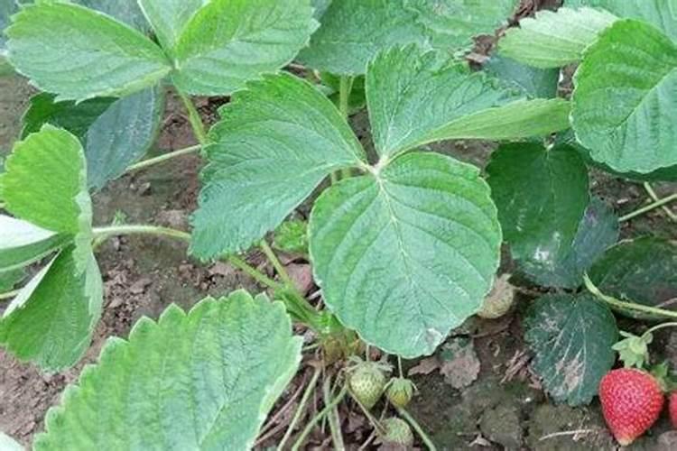 草莓苗移栽后多久可以施肥 草莓移栽后需等多久施肥？