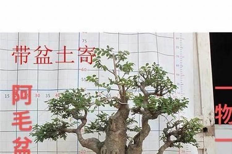 小叶榆树的养殖方法和注意事项