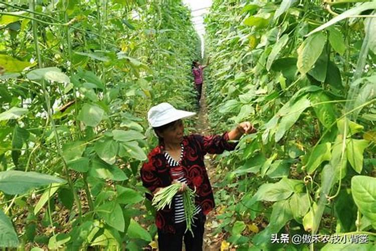 农家肥过多豆角根系变黄该怎么办？