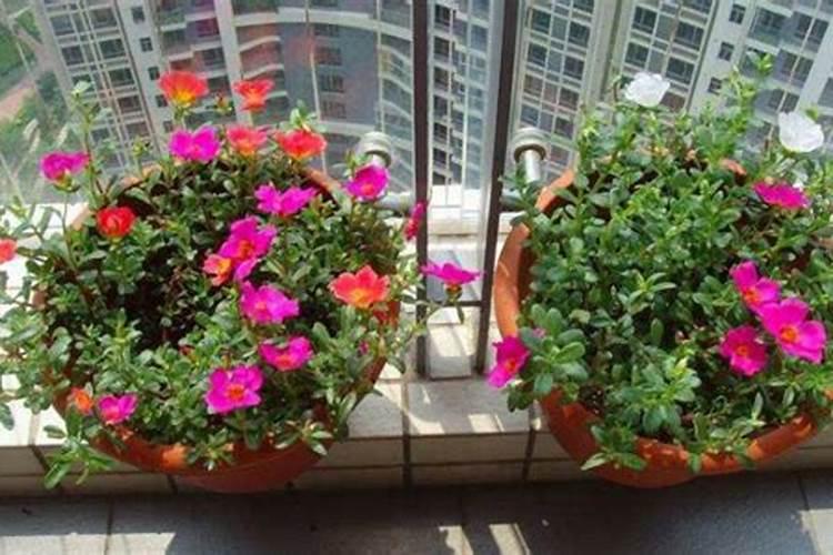 氮肥可以兑水浇花吗