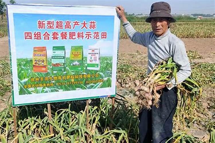 大蒜处于旺盛生长期时,该如何使用肥料？