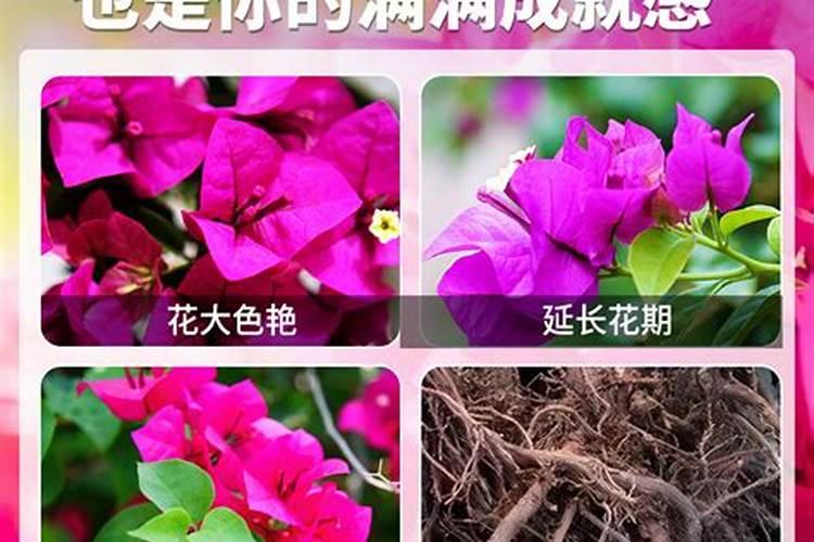 三角梅专用肥是什么肥 三角梅专用肥料