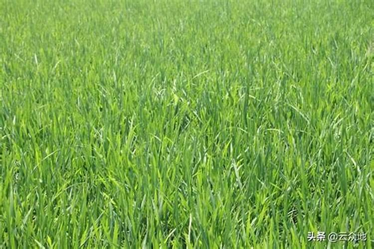 哪些中药可以做肥料