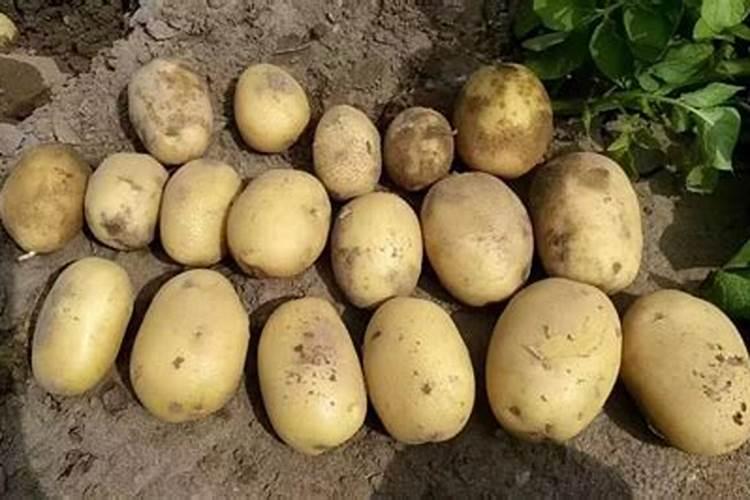 土豆施钾肥增产的效果 养殖技巧总结
