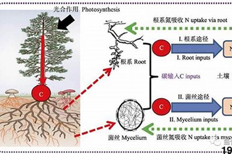 腐殖酸和黄腐酸到底是什么