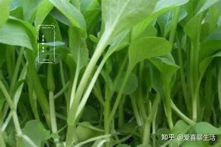 芸豆种植用什么肥料你好,种植芸豆用什么化肥好？