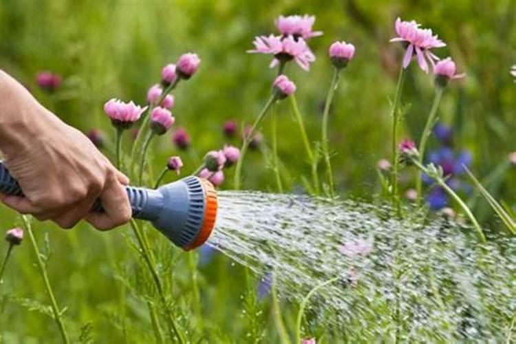 氮肥浇花多久一次 氮肥浇花需几天一次？