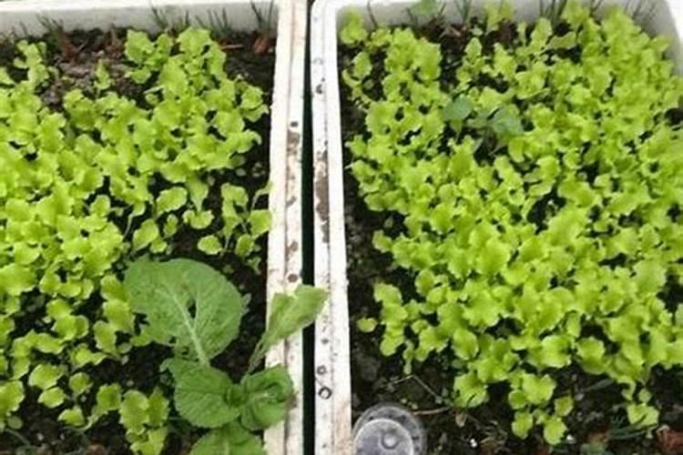 如何自制种菜的肥料