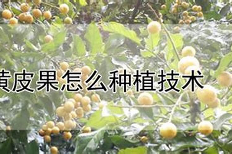 黄皮树什么时候催花