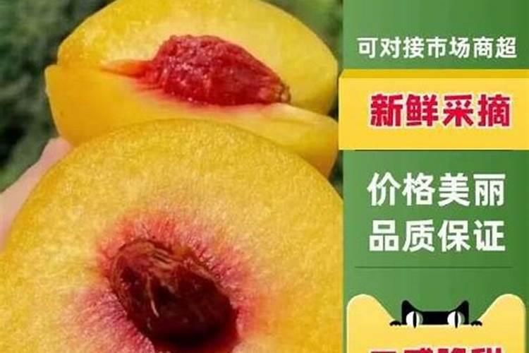 黄桃树什么时候施肥最好