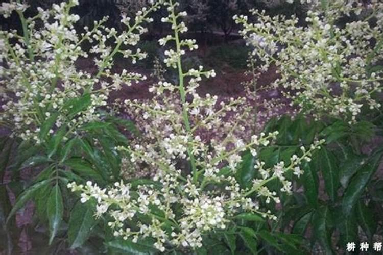 黄皮果开花施什么肥,怎么施肥