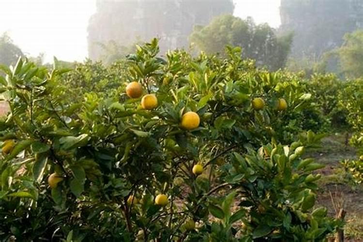 家有院子建议栽这5种树,不仅寓意好,而且未来儿孙都富有