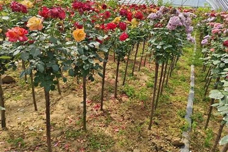 月季移栽多久能施肥 月季移栽后何时施肥最合适