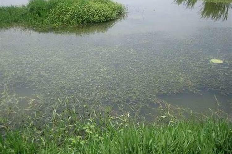 种水萝卜用什么土比较好