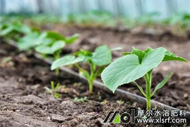 高氮高钾水溶肥什么时候使用？