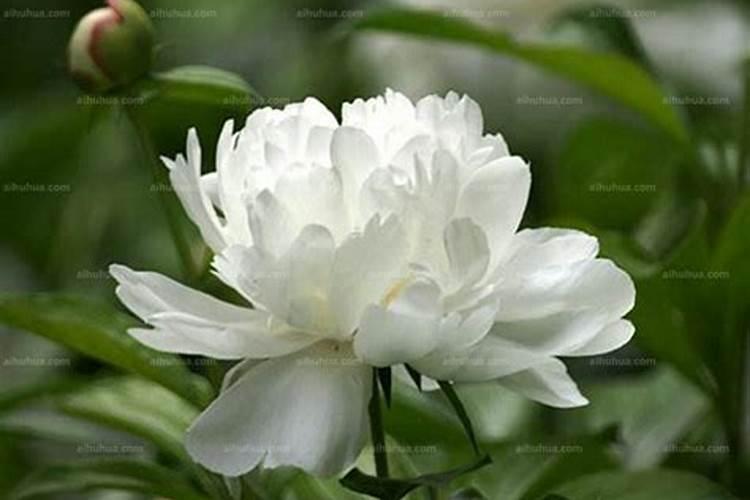 种植白芍不能使用什么除草剂
