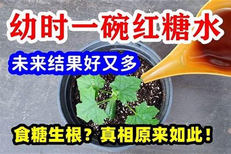 用红糖冲水浇地大蒜能上红色吗？