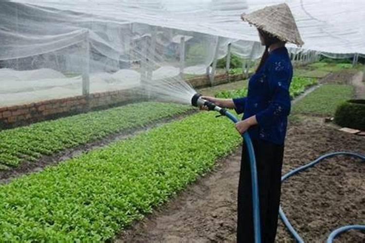 辣椒苗栽完用什么肥或者药长的快？