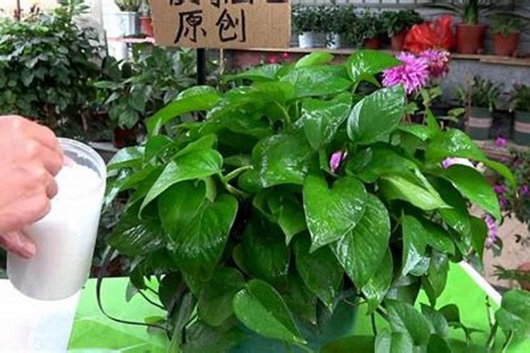 请问一下水养绿萝可以用尿素吗