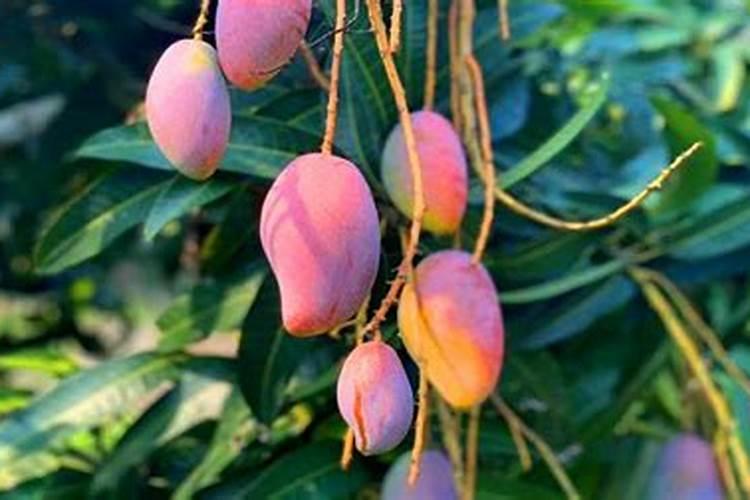 种芒果施什么肥