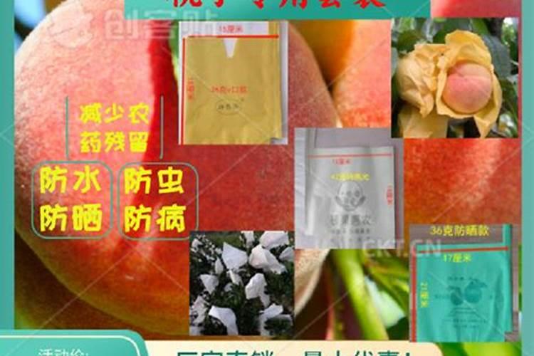 提高套袋桃的硬度喷什么叶面肥好