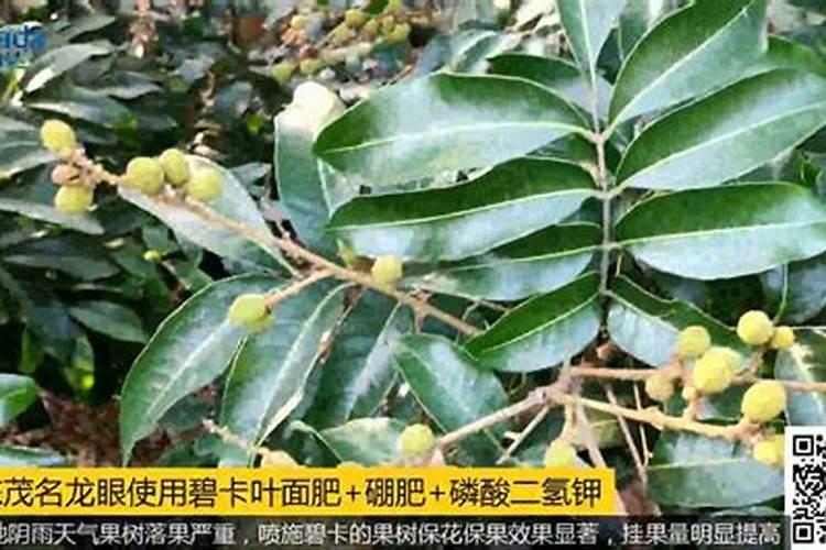 龙眼花期怎么管理