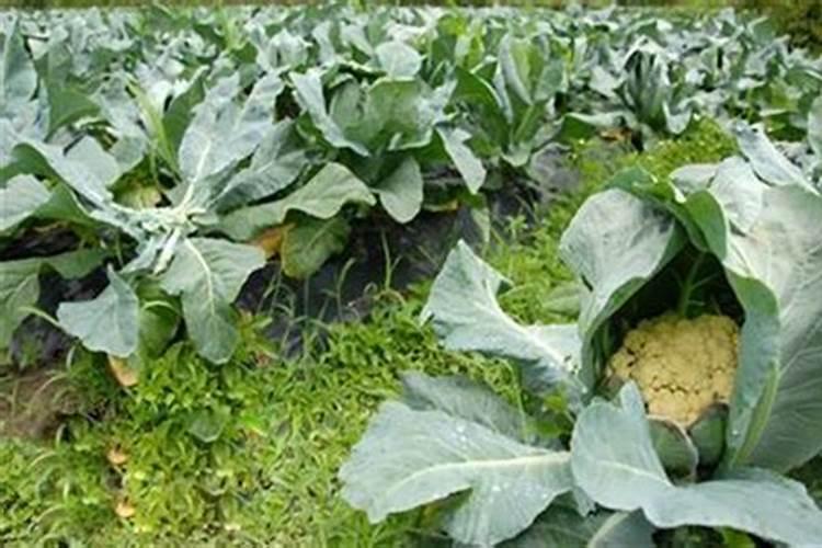 种花菜用什么肥料最好