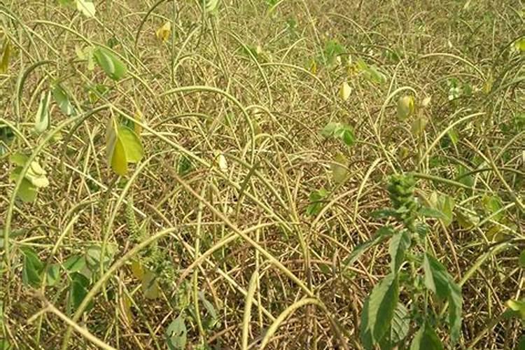 钾肥过量植物的表现图