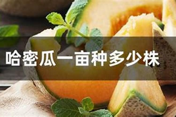 哈密瓜是我国新疆特有的一种水果,口味甜美,哈密瓜该怎么施肥呢？百度...