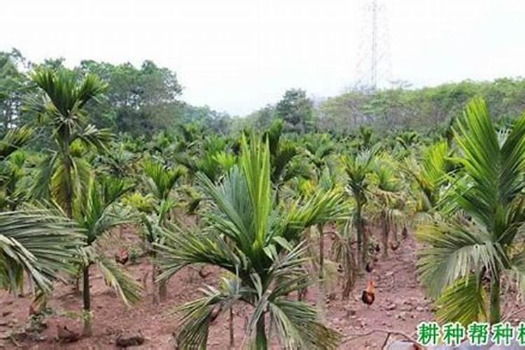 几个月的槟榔树一株放多少羊粪肥