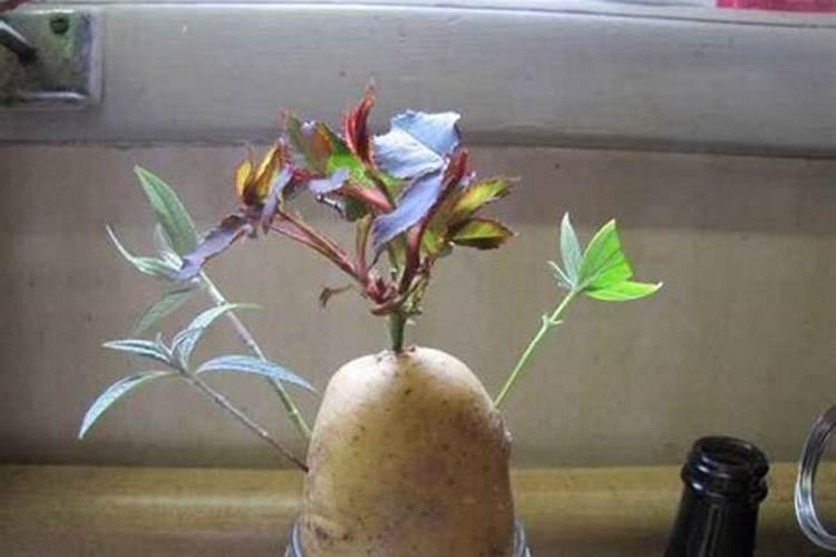 什么肥料可以治盐碱地