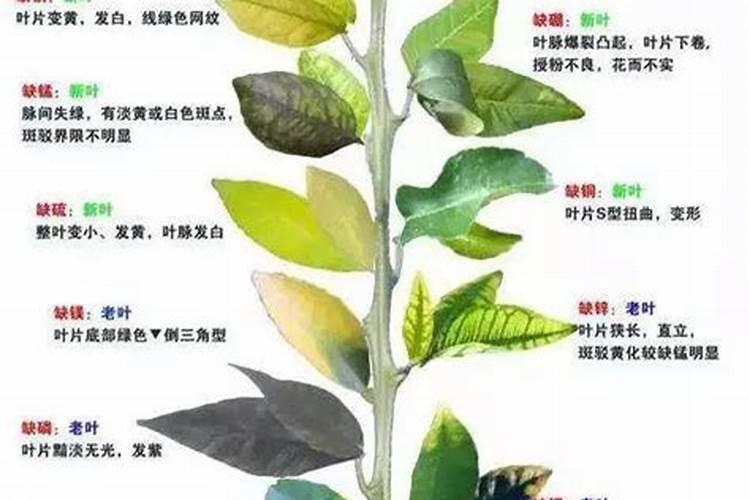 香蕉缺素症状施什么肥
