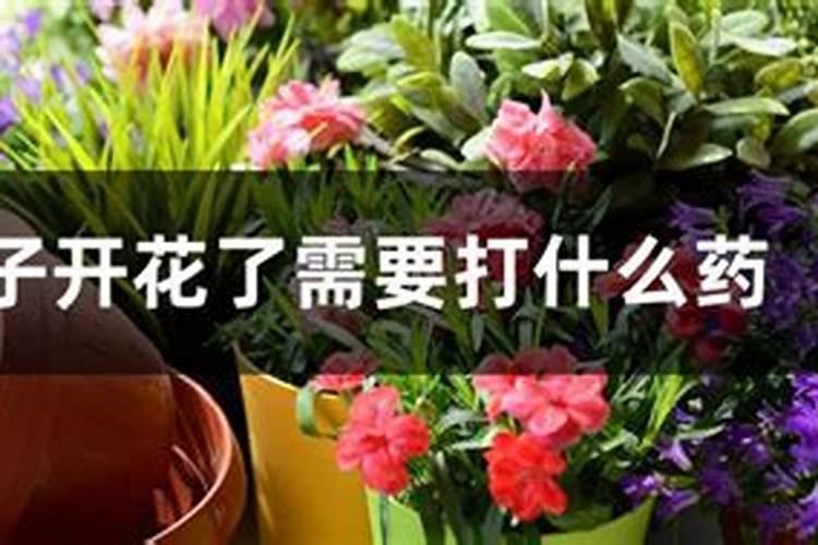 桔子树开花能施肥吗