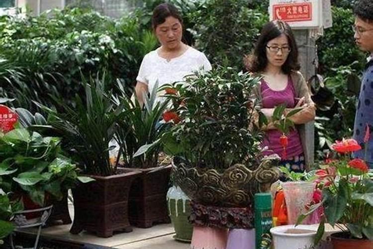 玫瑰花施肥过多会怎样