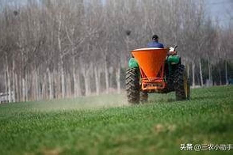 小麦立春后可以施肥吗 立春后先除草还是施肥