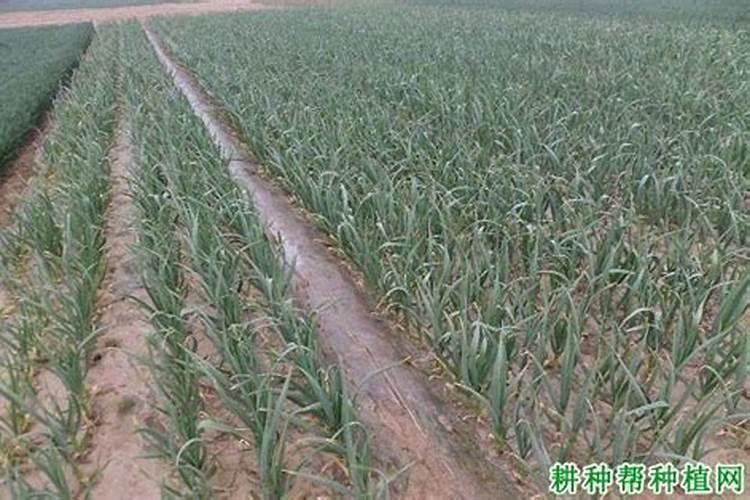 大蒜第二次浇水用什么肥料好？