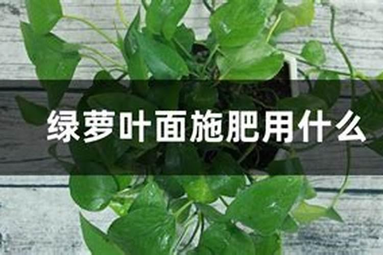尿素可以浇绿萝吗