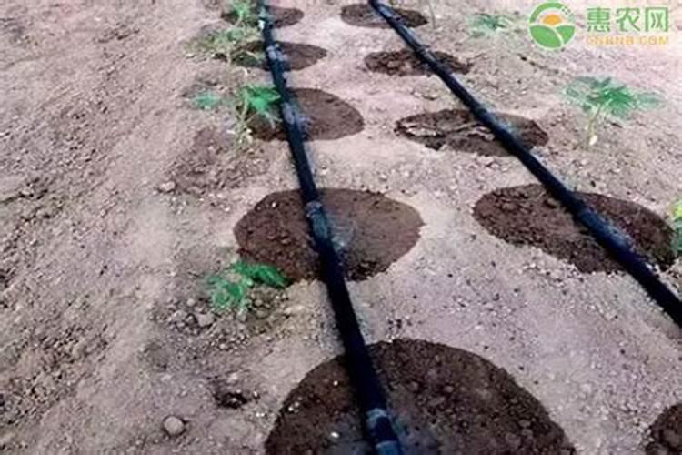 滴灌施肥用多长时间