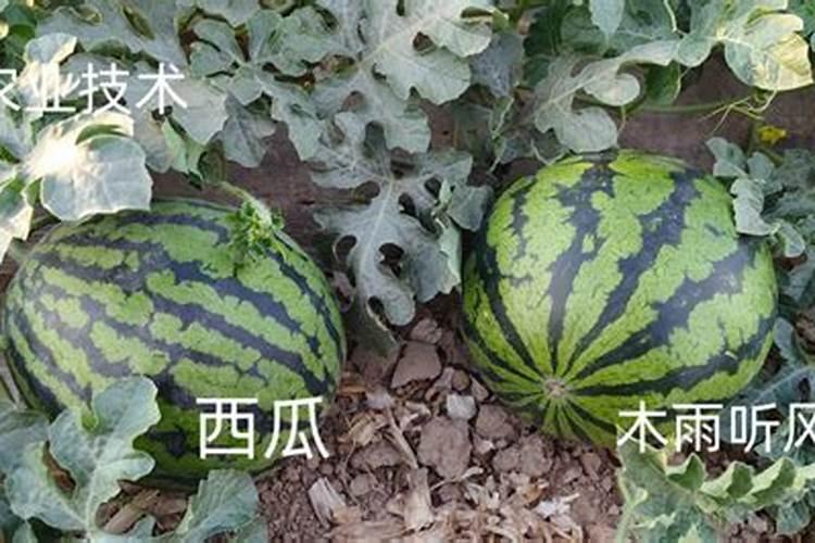 西瓜幼果因施肥过量起棱怎么办？