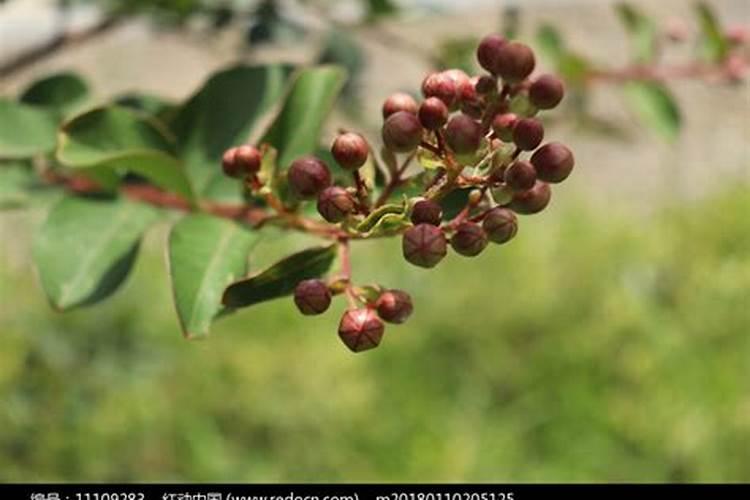 紫薇花什么时间发芽开花